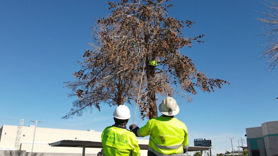 Cut Down Your Tree In Pieces.