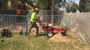 Las Vegas Tree Removal Service