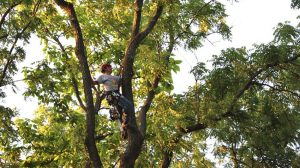 Tree Trimming Service In Las Vegas